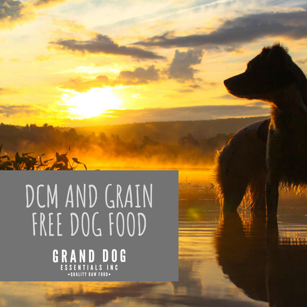 Grain free dog hot sale food and dcm