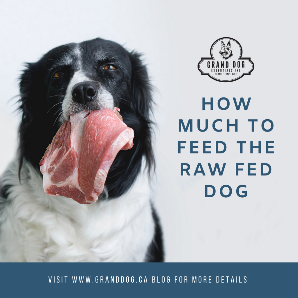 How Much to Feed the Adult Raw Fed Dog Grand Dog Essentials