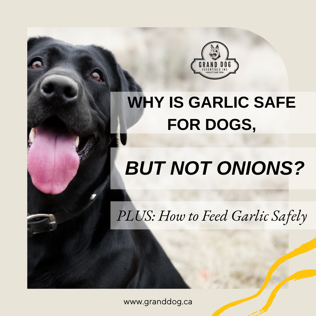 Why is Garlic Safe for Dogs, but not Onions? PLUS: How to safely Feed Garlic