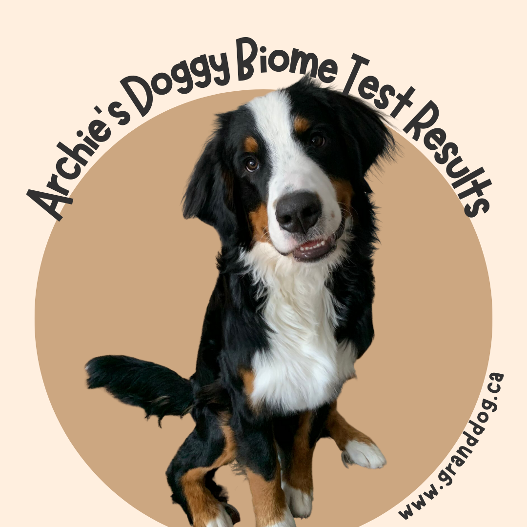 Exploring Doggy Biome Gut Health Test: Archie's Test Results