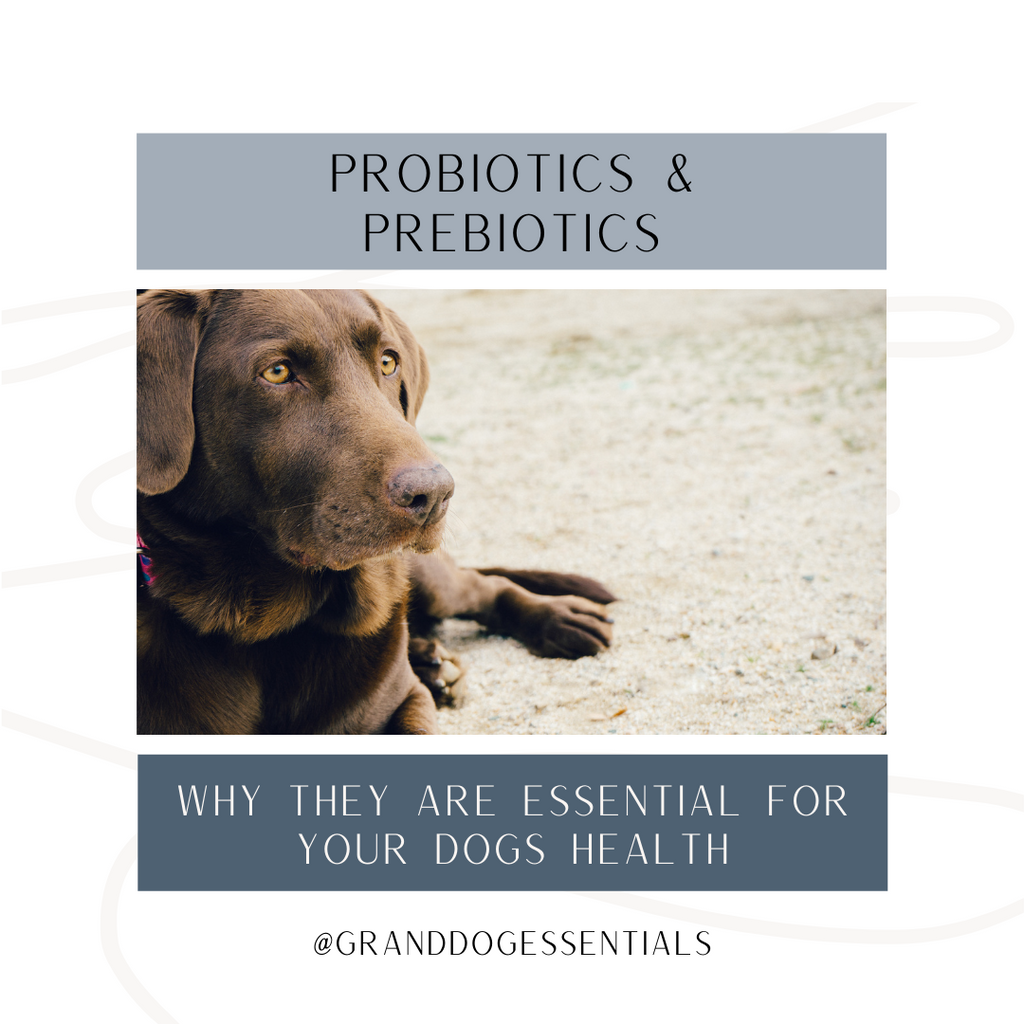 Essential sales pet probiotics