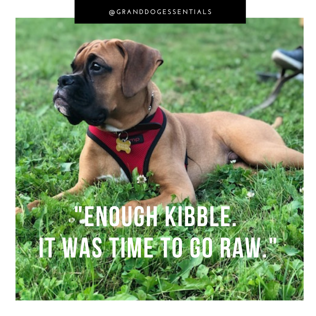 Diesel sitting in the grass