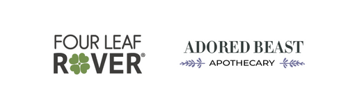 Picture of a cat with a blurred background