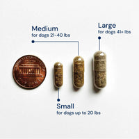 Animal Biome - Doggy Biome Gut Restore from Raw Fed Dogs