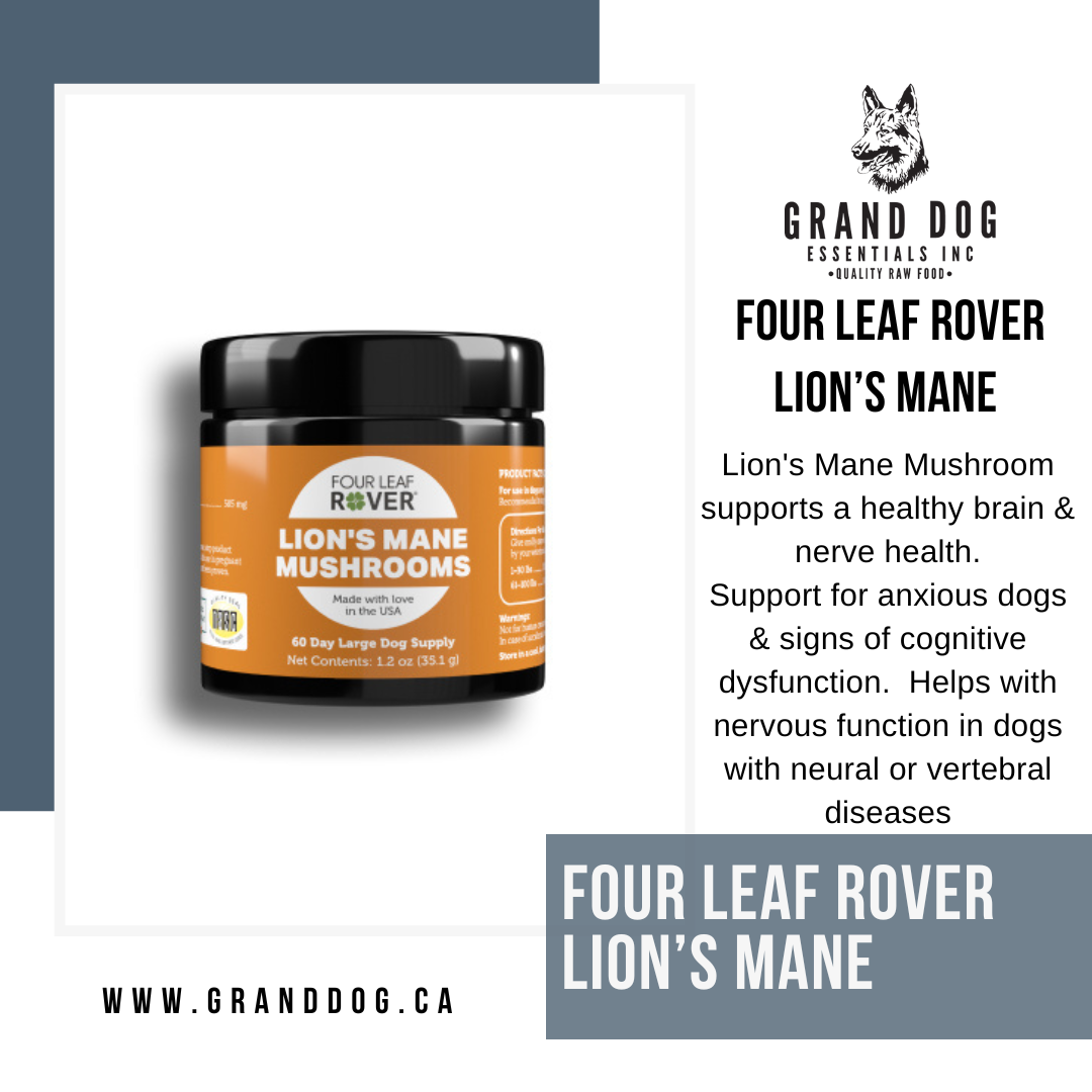 4LR Lion's Mane Mushroom Extract