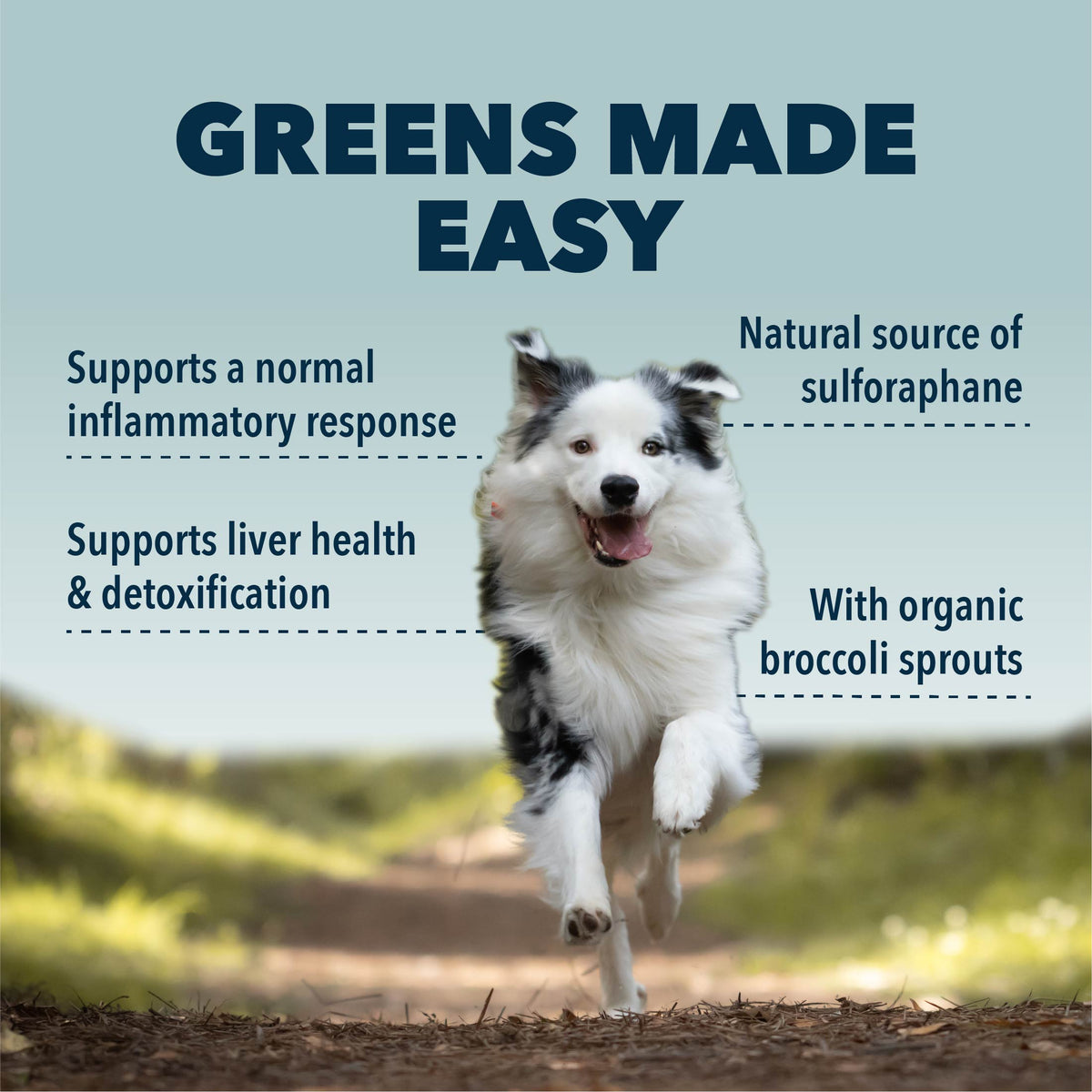4LR Green Rover - Organic Greens for Happy Dogs