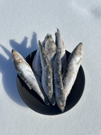 CK9 Whole Herring 8 lb or 55 lb