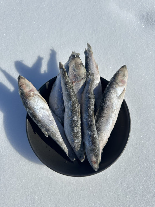 CK9 Whole Herring 8 lb or 55 lb