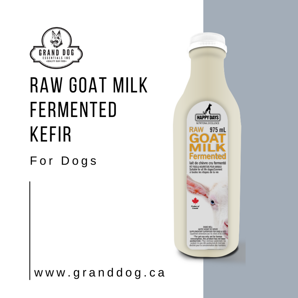 Raw Goat Milk for Dogs Happy Days Dairy Raw Fermented Goat Milk 975ml Grand Dog Essentials