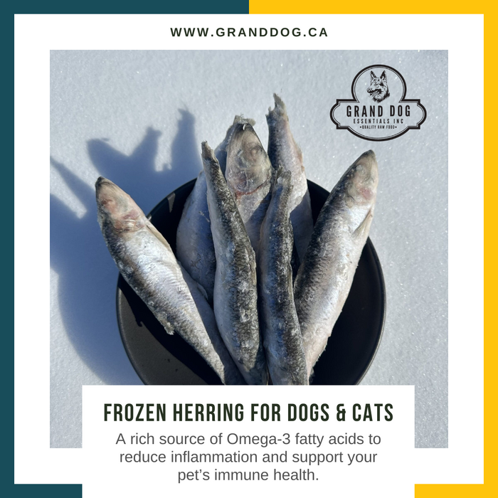 CK9 Whole Herring 8 lb or 55 lb