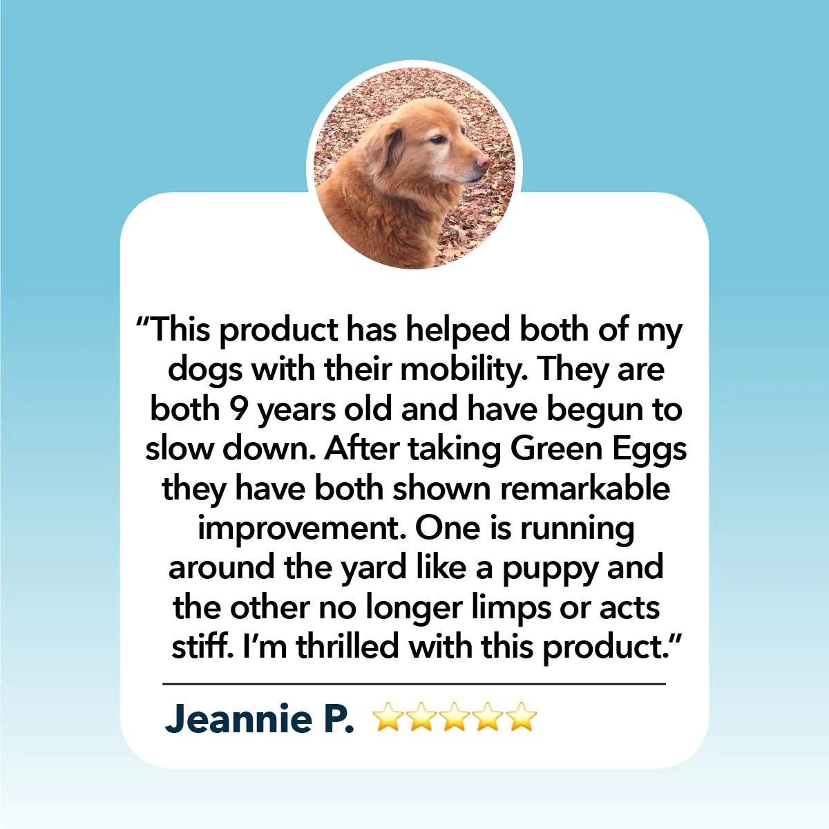 4LR Hip & Joint - Natural Joint Support for Dogs