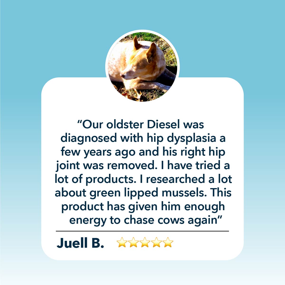 4LR Safe Sea Green Lipped Mussel Oil For Dogs