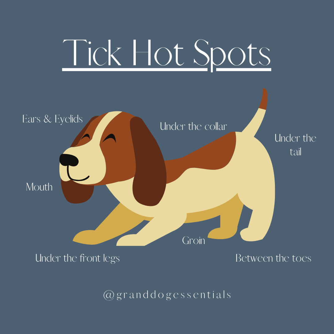 How to Protect Your Dog from Ticks