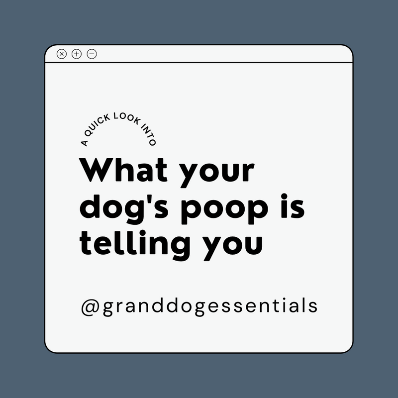 What Your Dog's Poop is Telling You