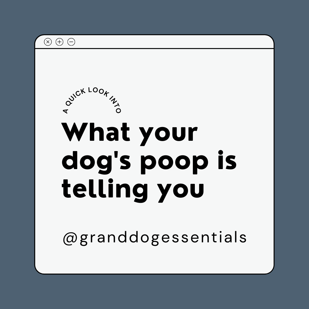 What Your Dog's Poop is Telling You Quality Raw Food in Alberta