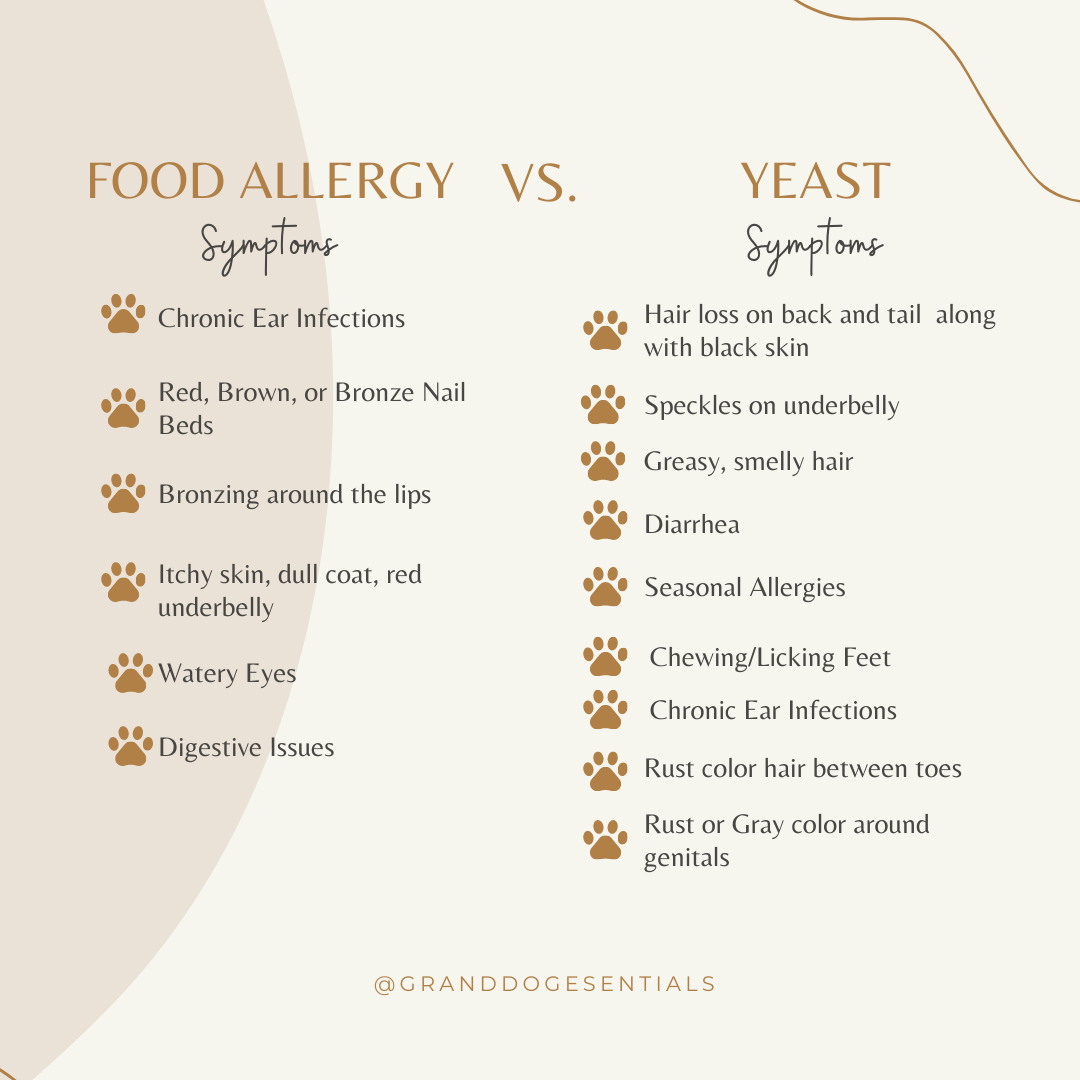 Allergies or Yeast?  How To Tell the Difference & Provide Relief for your Dog