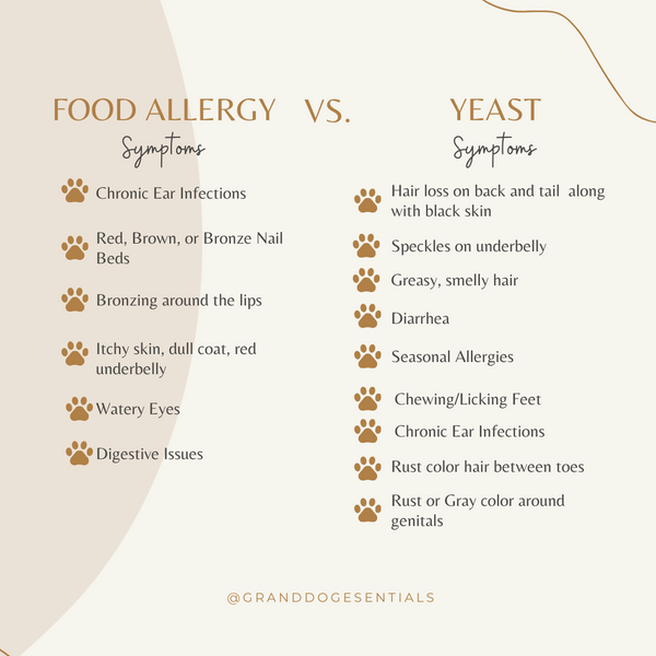 Allergies or Yeast How To Tell the Difference Provide Relief for yo Grand Dog Essentials