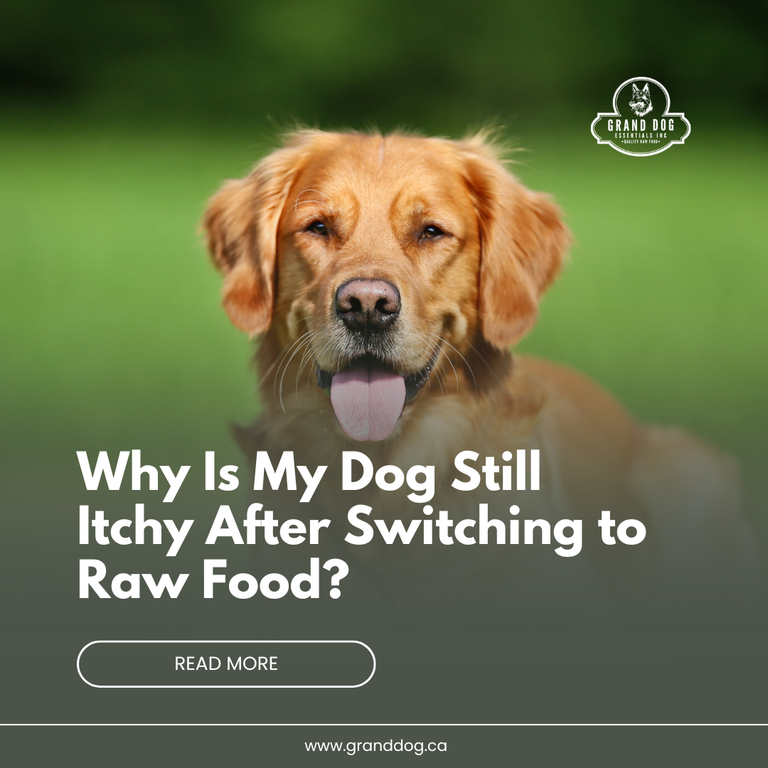 Golden retriever with itchy skin after switching to raw dog food diet