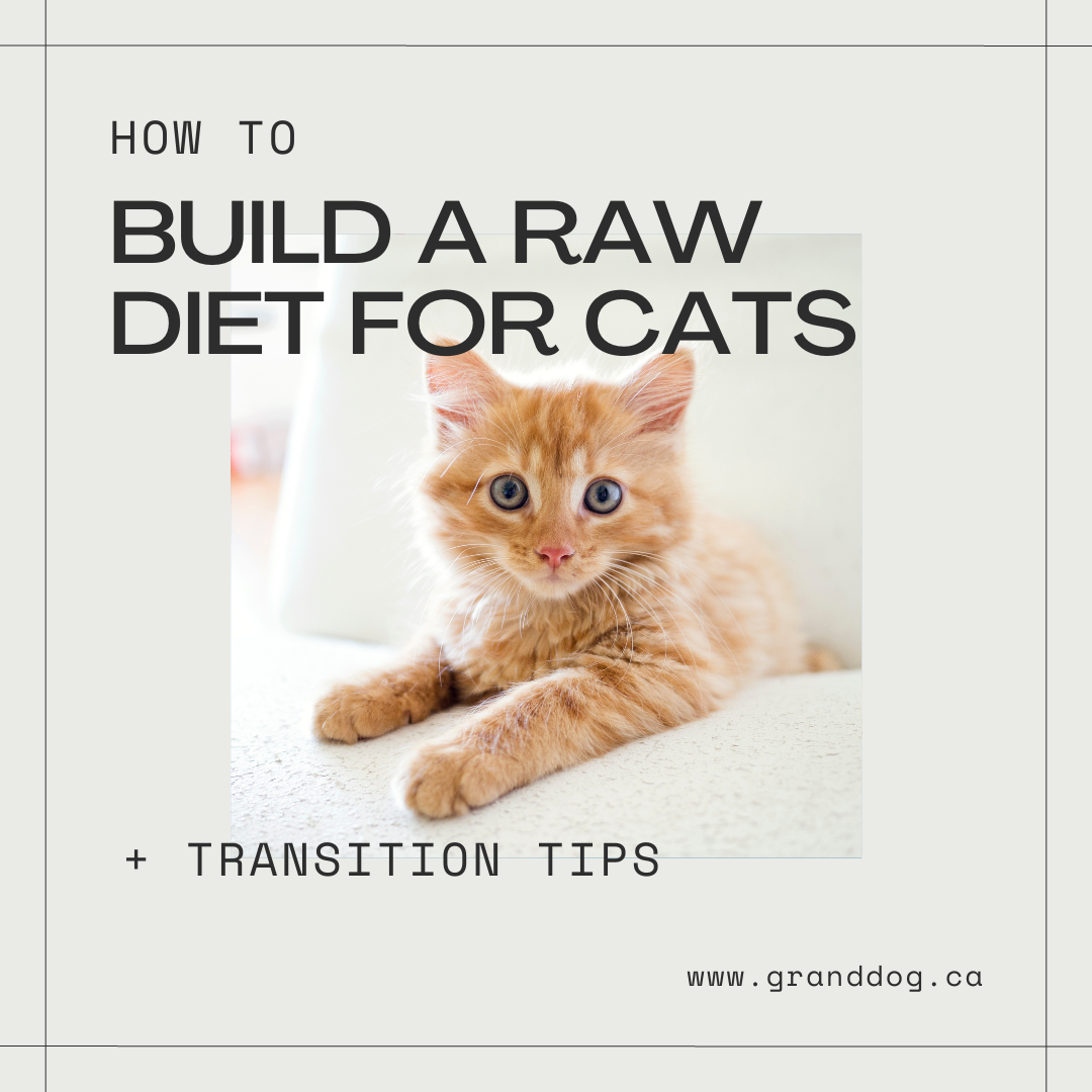 How to Build a Raw Food Diet for Cats + Transition Tips