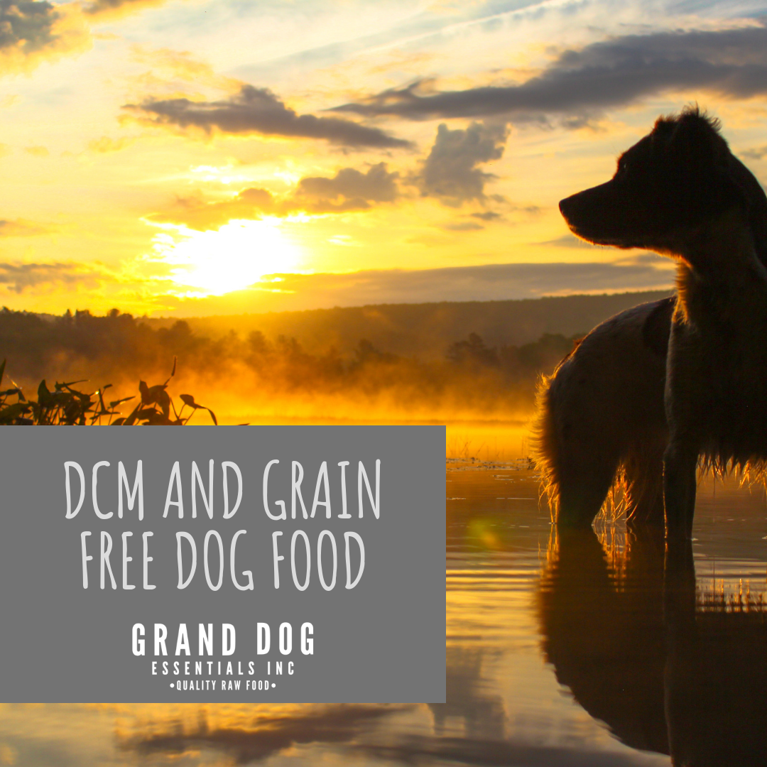 What You Need to Know About DCM and Grain Free Dog Food