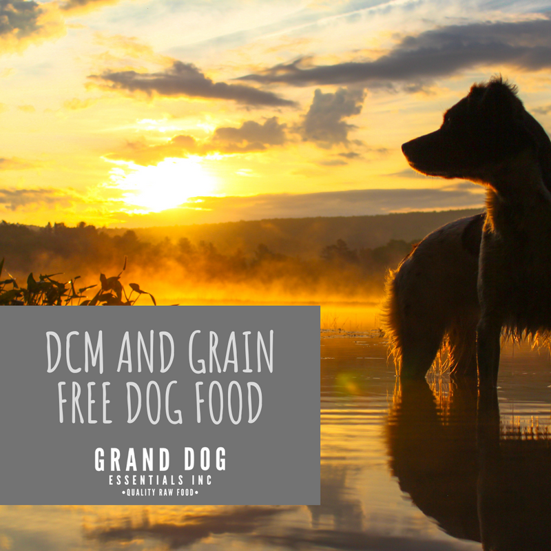 What You Need to Know About DCM and Grain Free Dog Food