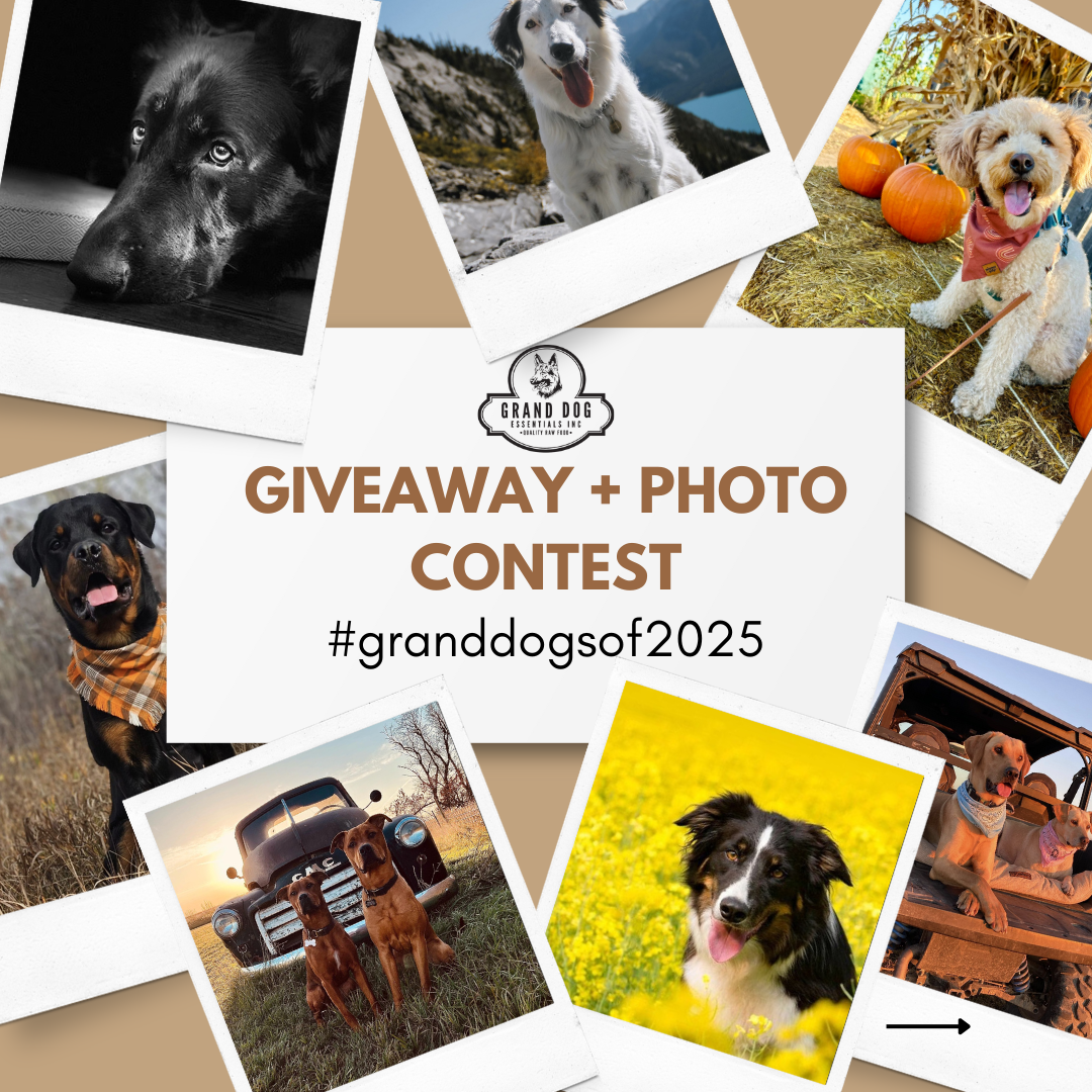 Grand Dogs of 2025: Photo Contest and 2025 Calendar