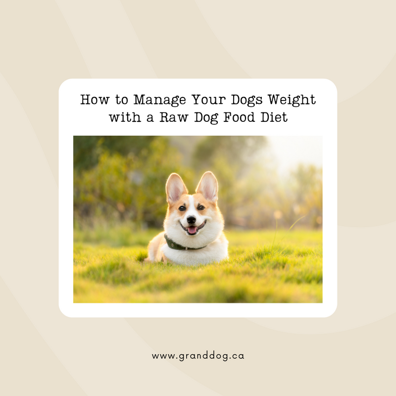 How to Manage your Dogs Weight with a Raw Dog Food Diet