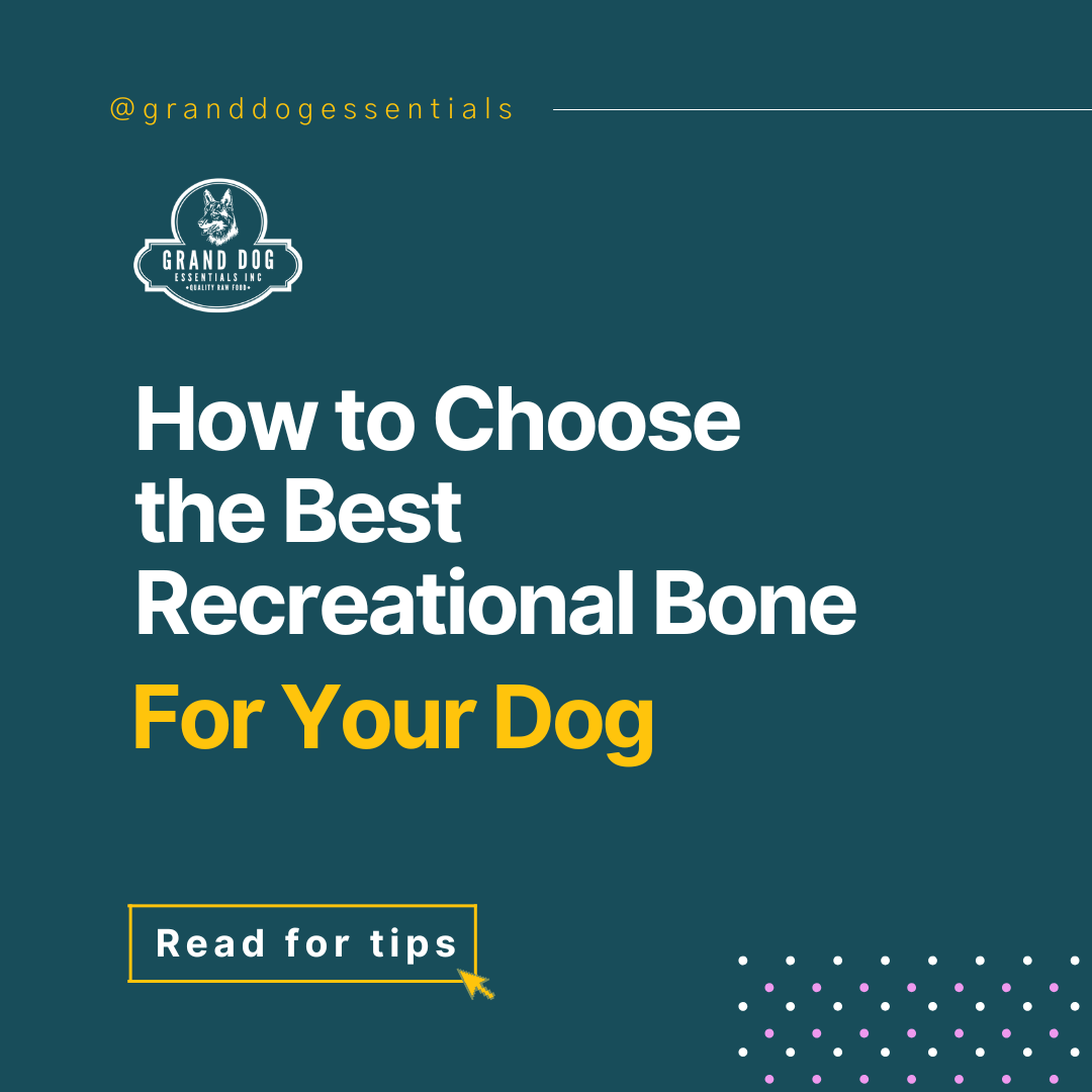 How to Choose the Best Recreational Bone for your Dog