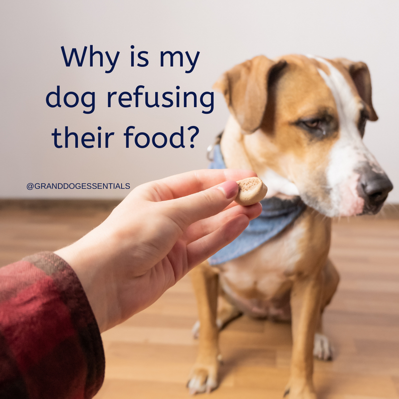 Why is my dog refusing their food? + Tips to help get back on track!