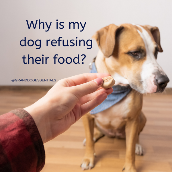 Dog food clearance for smelly dogs