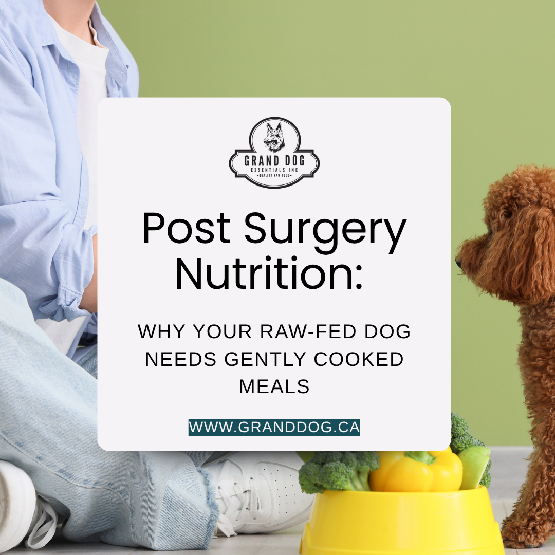 A person sitting with their dog and a bowl of vegetables on the ground.  At the fore front is the heading: Post-Surgery Nutrition: Why Your Raw-Fed Dog Needs Gently Cooked Meals