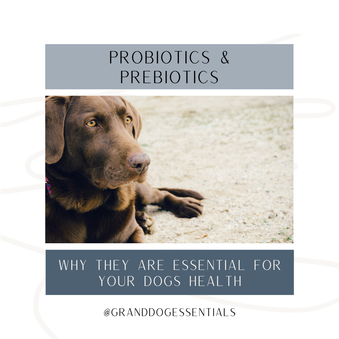 Broad spectrum non clearance dairy probiotic for dogs