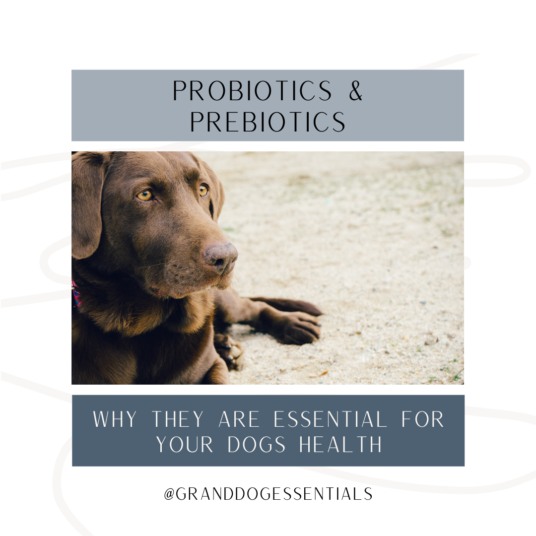 Probiotics & Prebiotics: Why They are Essential for your Dogs Health