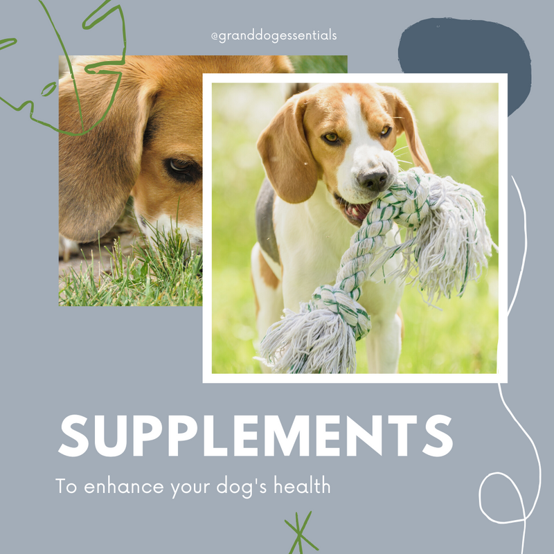 Supplements to Enhance Your Dog's Raw Diet