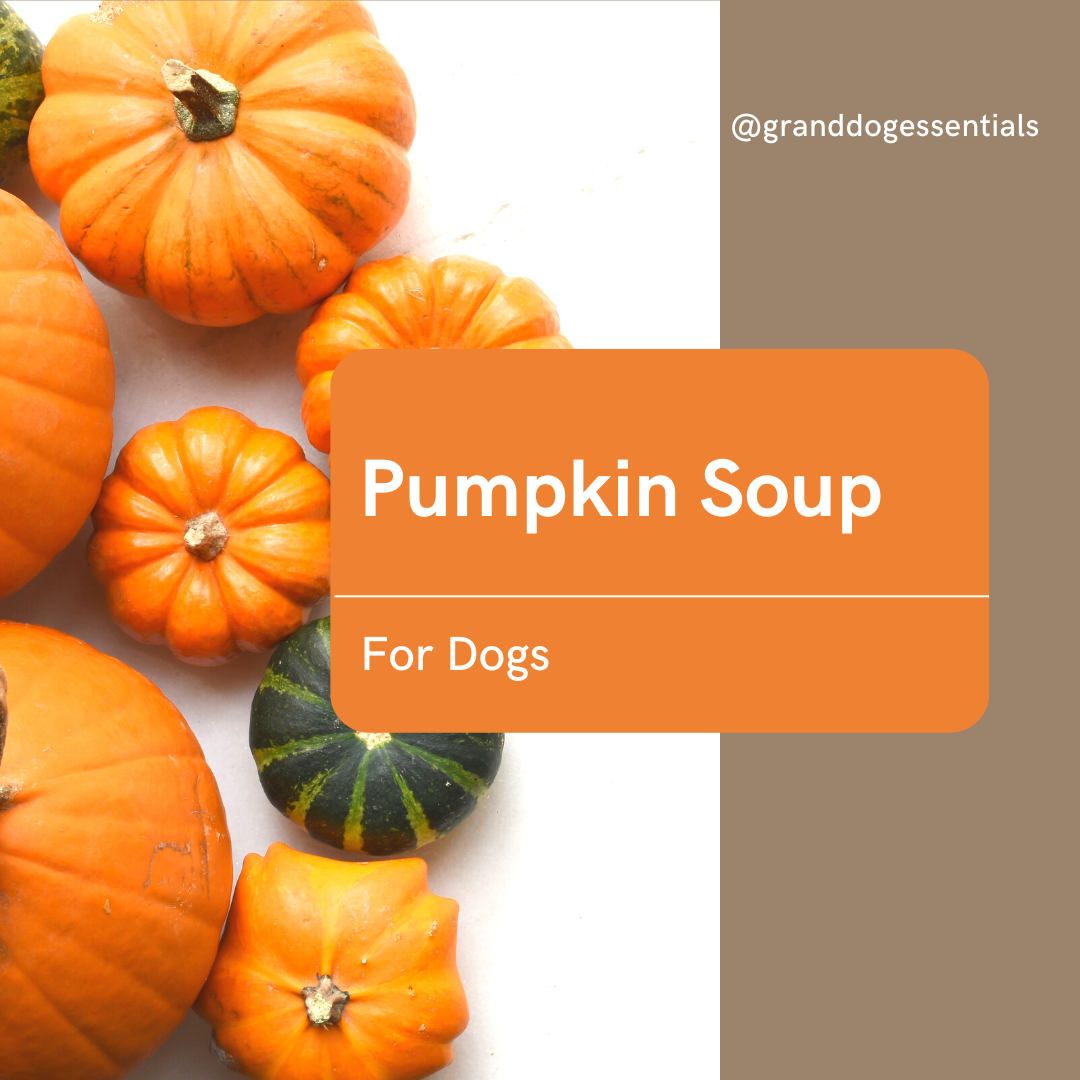 Pumpkin Soup for Dogs