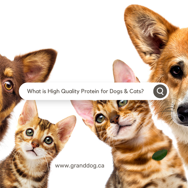 Most digestible 2024 protein for dogs