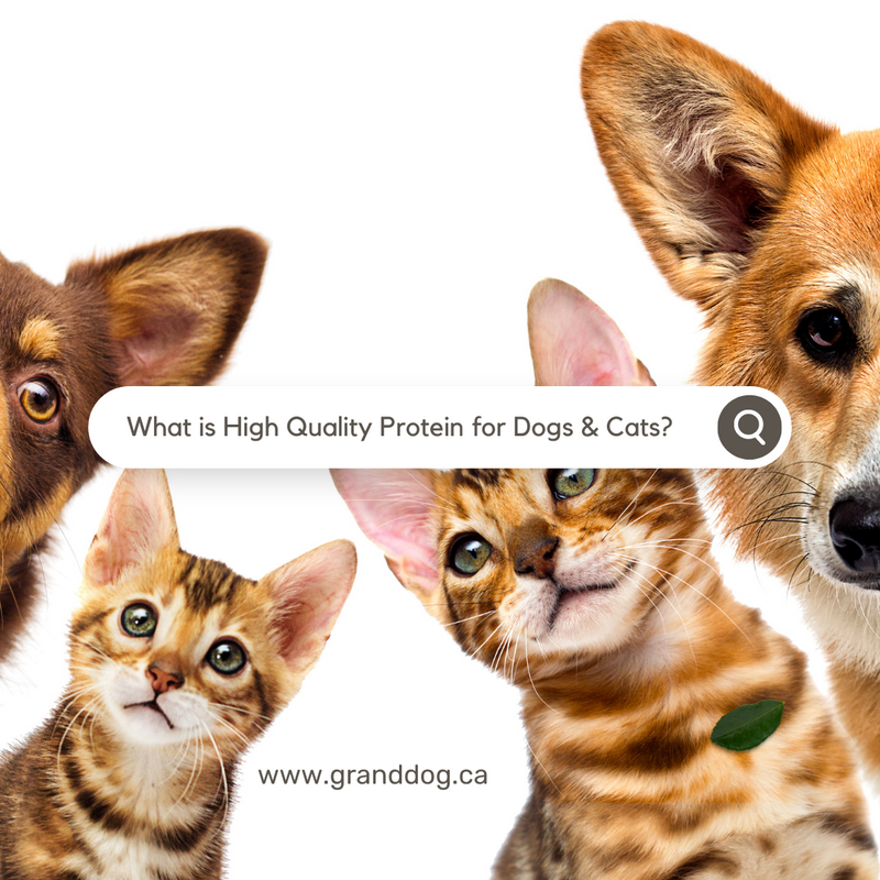 What is High Quality Protein for Dogs and Cats?