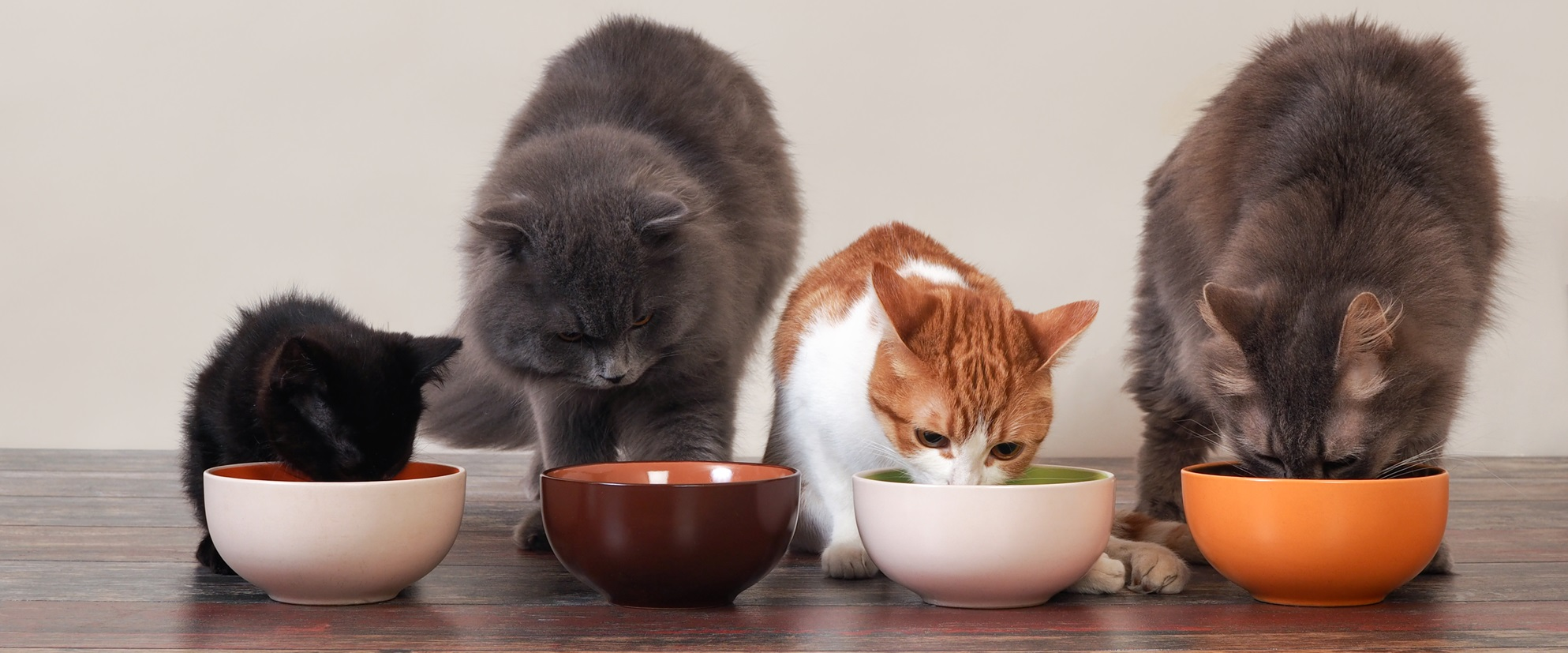 Real food for dogs online and cats