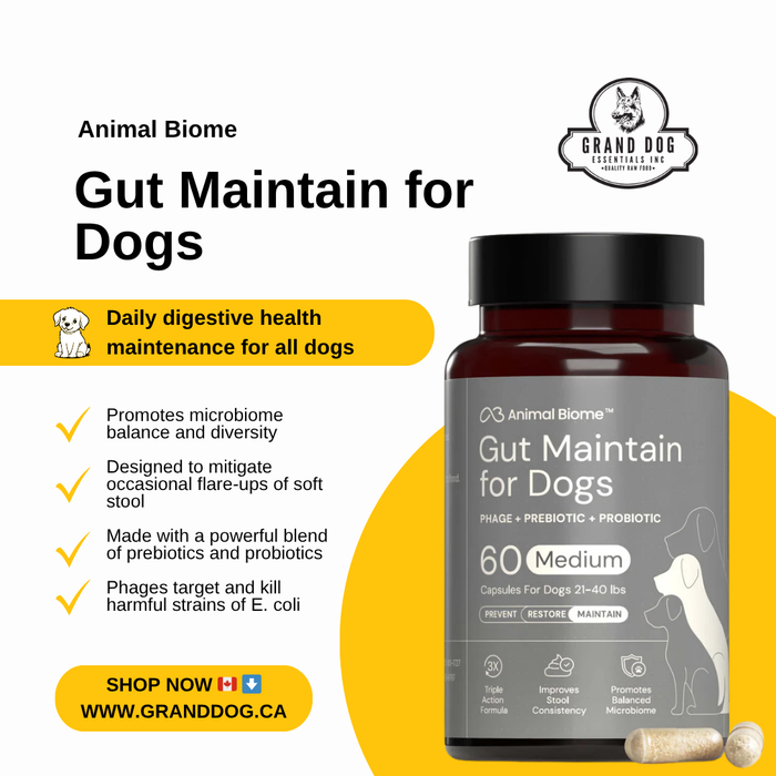 Bottle of Animal Biome Gut Maintain for Dogs supplement with product details on a white background.