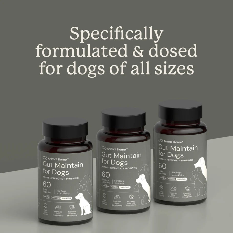 Three bottles of 'Gut Maintain for Dogs' on a gray background with text about formulation and dosing.