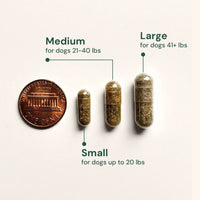 Illustration showing different sizes of capsules for dogs with a penny for scale on a white background.