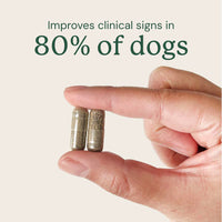 Hand holding two capsules with text indicating improvement in 80% of dogs.
