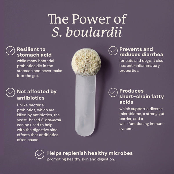 Yeast-based probiotic S. boulardii in a test tube with text on its benefits on a purple background