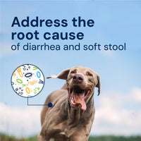 Dog running outdoors with text about addressing diarrhea and soft stool, and a diagram of gut bacteria.