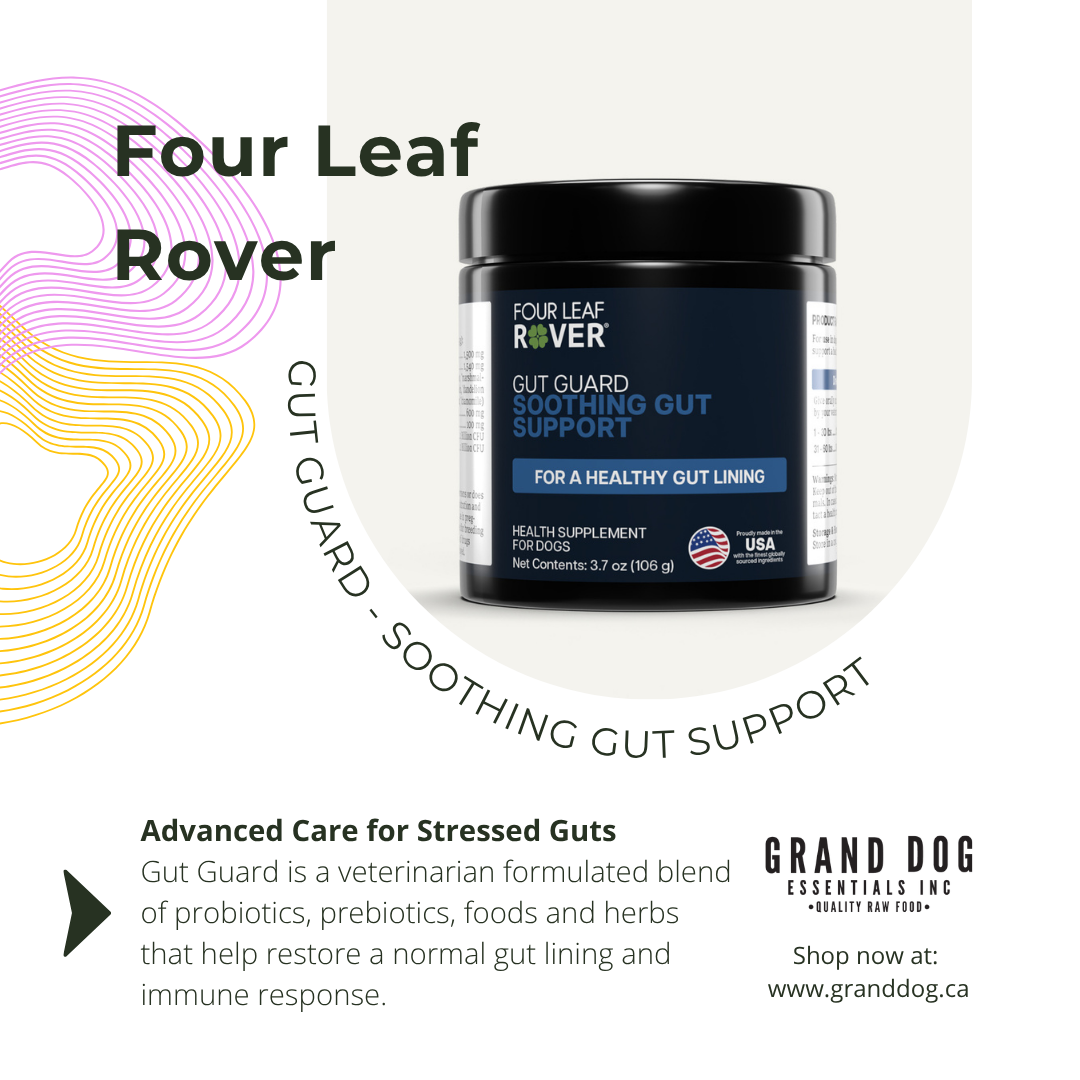 Four Leaf Rover gut health supplement container with branding and product description on a white background