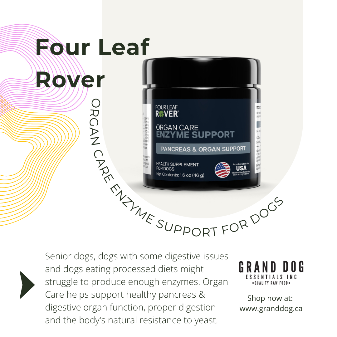 Four Leaf Rover canine probiotics jar with text about its uses for dogs on a light gray background.