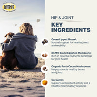 Person sitting on a beach with a dog, featuring NASIC supplement key ingredients for hip and joint health.