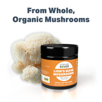 4LR Lion's Mane Mushroom Extract