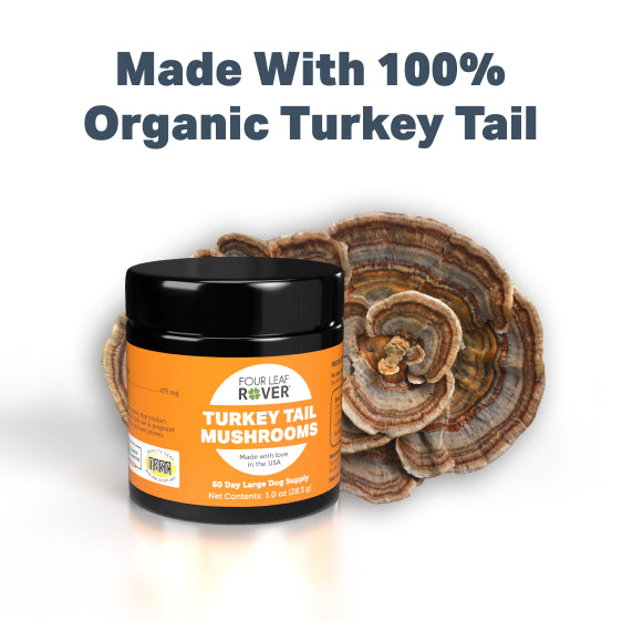 4LR TURKEY TAIL MUSHROOM EXTRACT