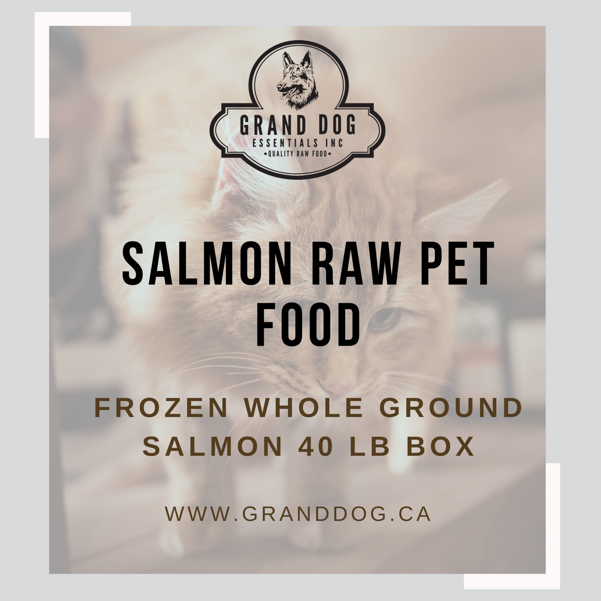 A graphic with a cat in the background faded with the wording: SALMON RAW PET FOOD: FROZEN WHOLE GROUND SALMON 40 LB BOX www.granddog.ca